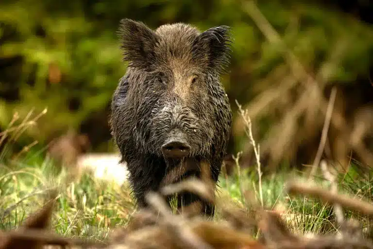 jabalí peste porcina africana