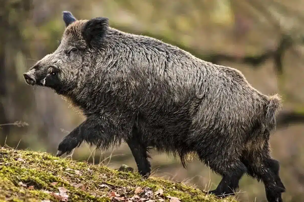 Jabalí. © Shutterstock