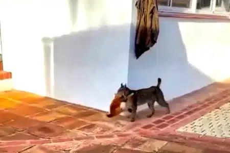 lince caza un gato en Andalucía