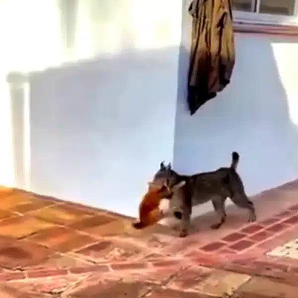 lince caza un gato en Andalucía