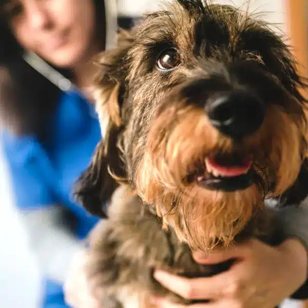 multa perro veterinario