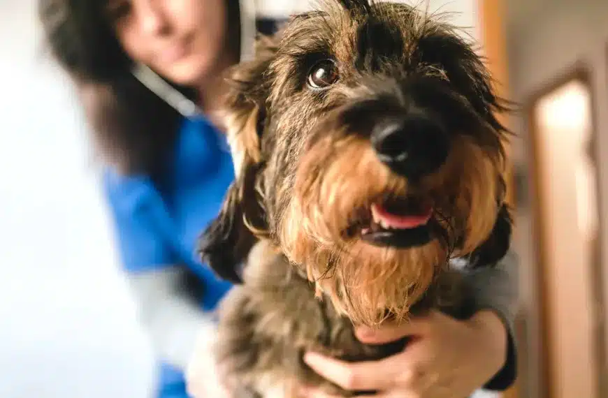 multa perro veterinario