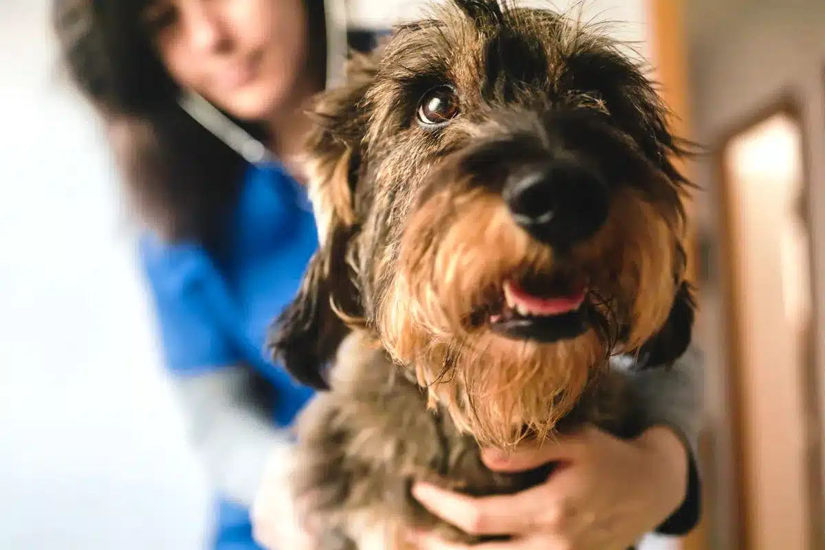 multa perro veterinario