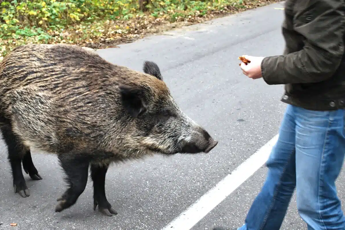 multas alimentar jabalies