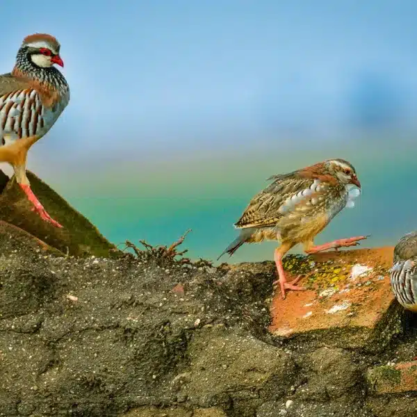 Perdices rojas sobre un tejado abandonado.
