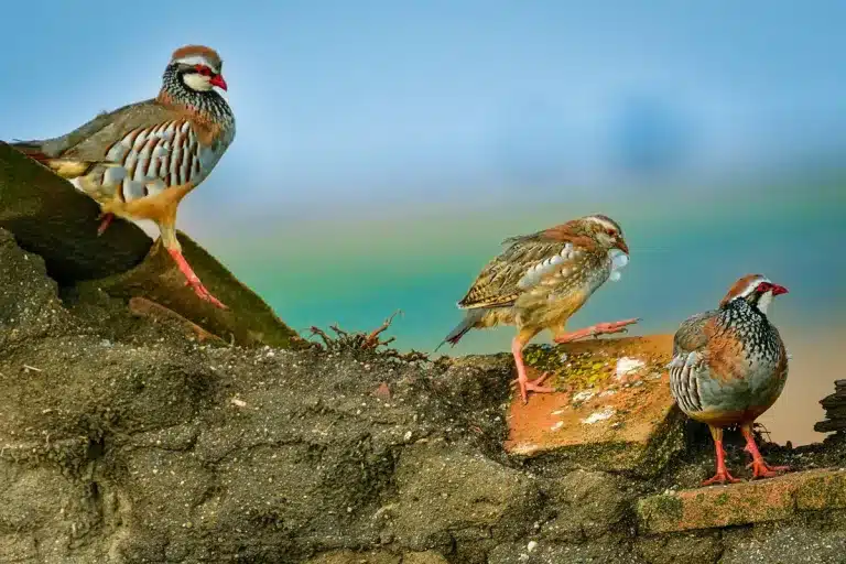 Perdices rojas sobre un tejado abandonado.