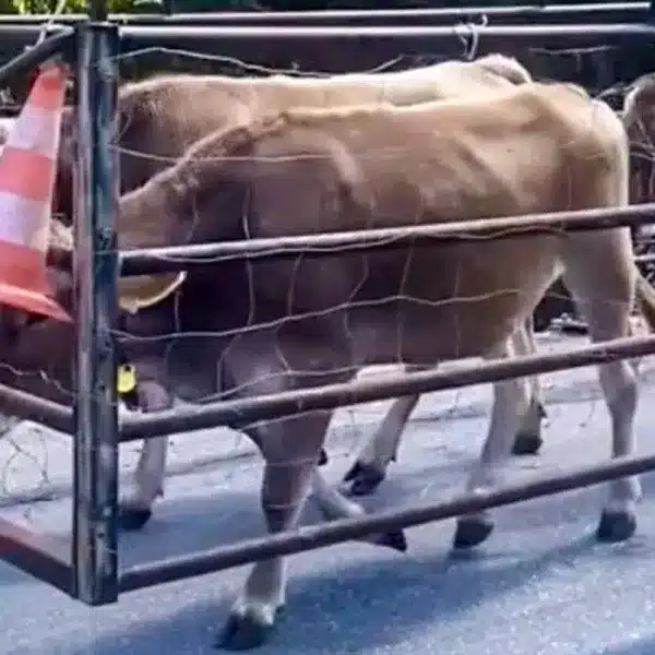 Un ingenioso ganadero idea este sistema para ‘conducir’ a sus vacas por la carretera