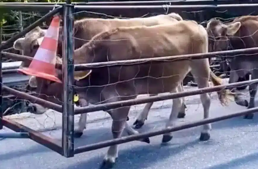 Un ingenioso ganadero idea este sistema para ‘conducir’ a sus vacas por la carretera