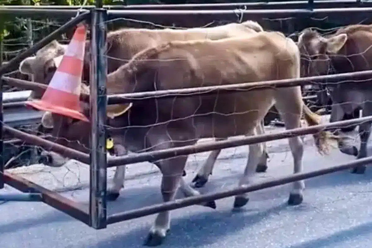 Un ingenioso ganadero idea este sistema para ‘conducir’ a sus vacas por la carretera