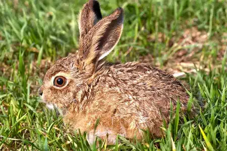 Último gran refugio liebre España