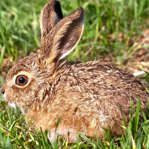 Último gran refugio liebre España