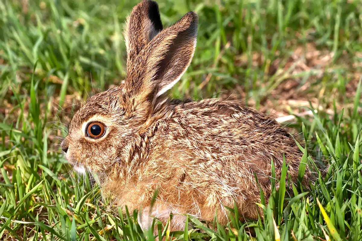 Último gran refugio liebre España