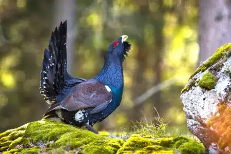 urogallo