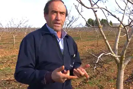 Agricultor pistacho