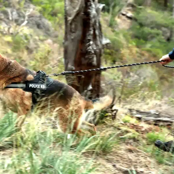 Cataluña contratará profesionales y perros peste porcina africana