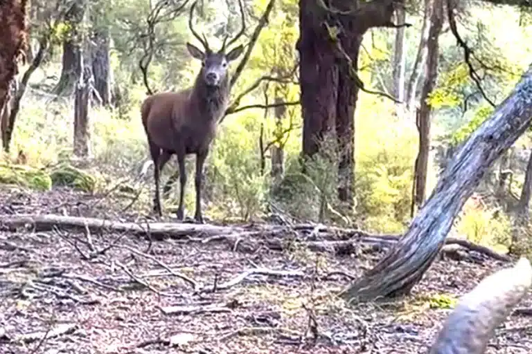 cazador ciervo visita inesperada