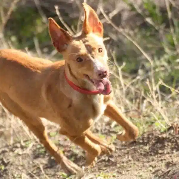 condena podenco