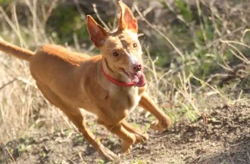 condena podenco