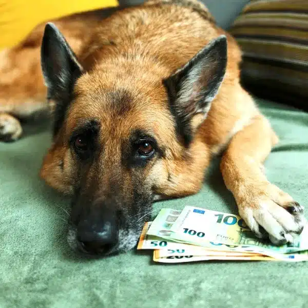 deducción gastos perros declaración de la renta