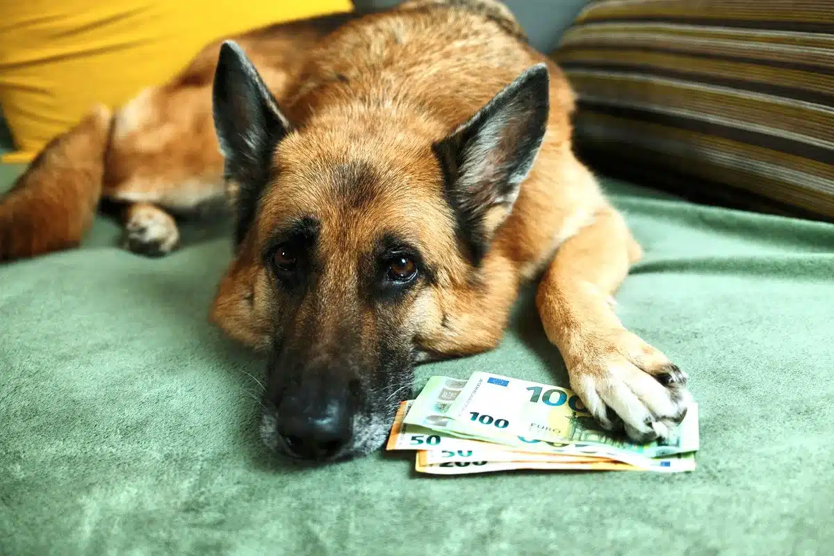 deducción gastos perros declaración de la renta