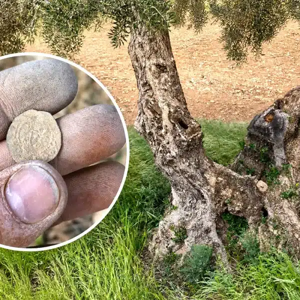 encuentra moneda siglos historia junto a olivo
