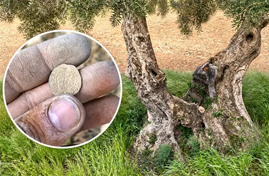 encuentra moneda siglos historia junto a olivo