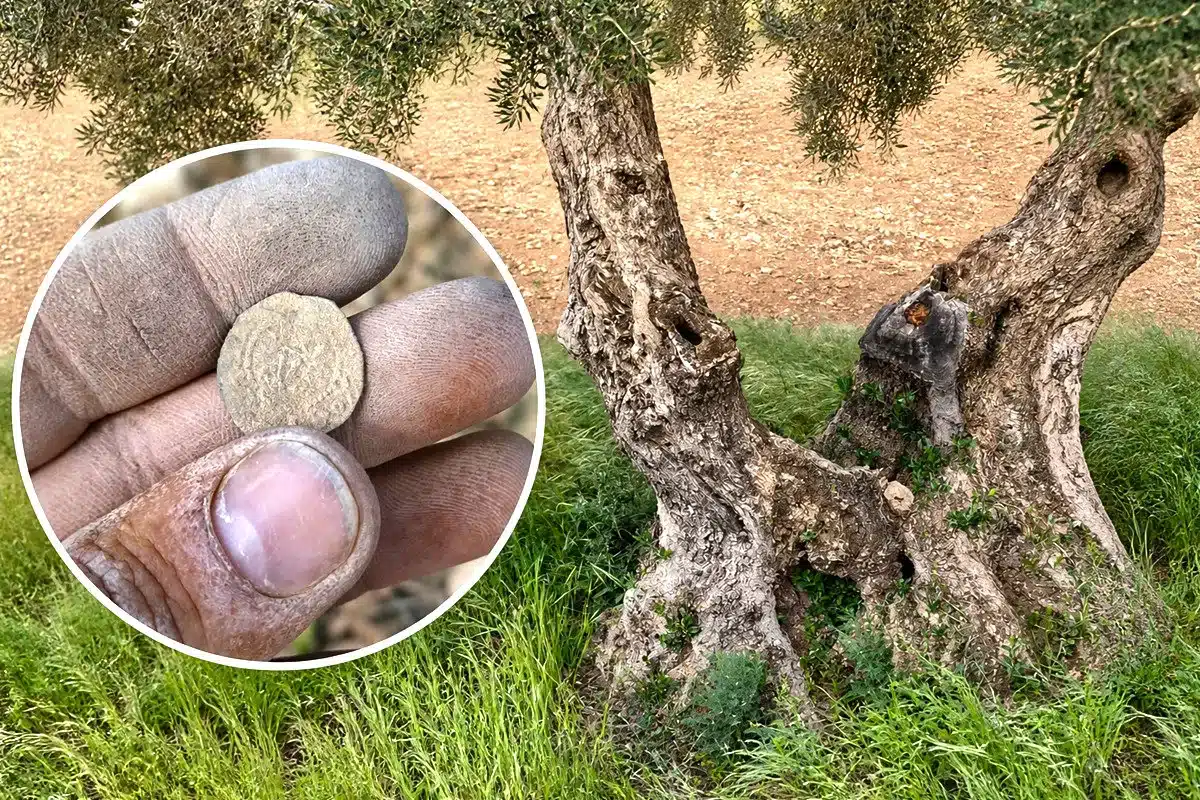encuentra moneda siglos historia junto a olivo