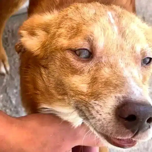 FAC Diario.es perro