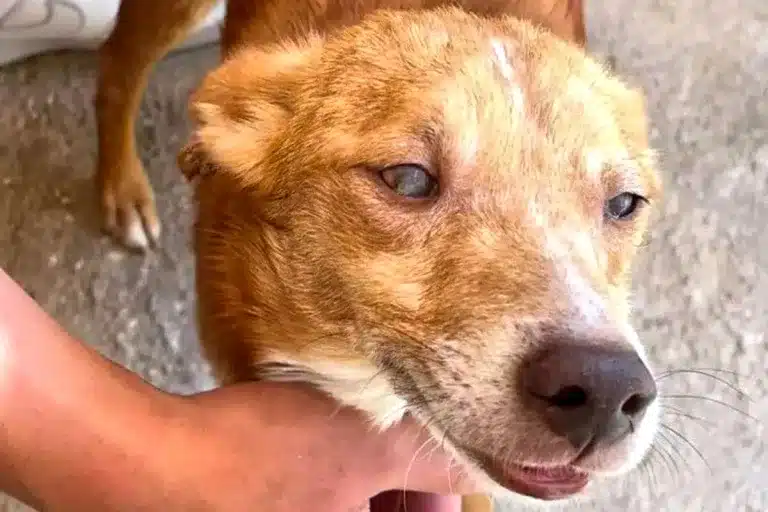FAC Diario.es perro