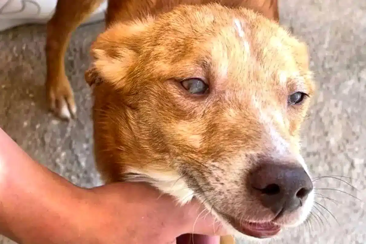 FAC Diario.es perro