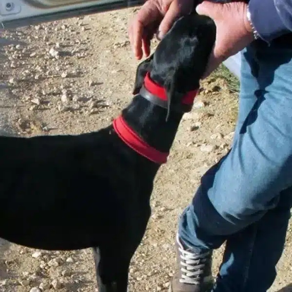furtivo galgos térmico Murcia