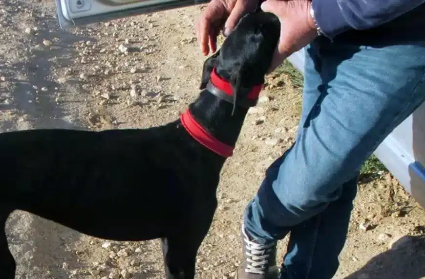 furtivo galgos térmico Murcia