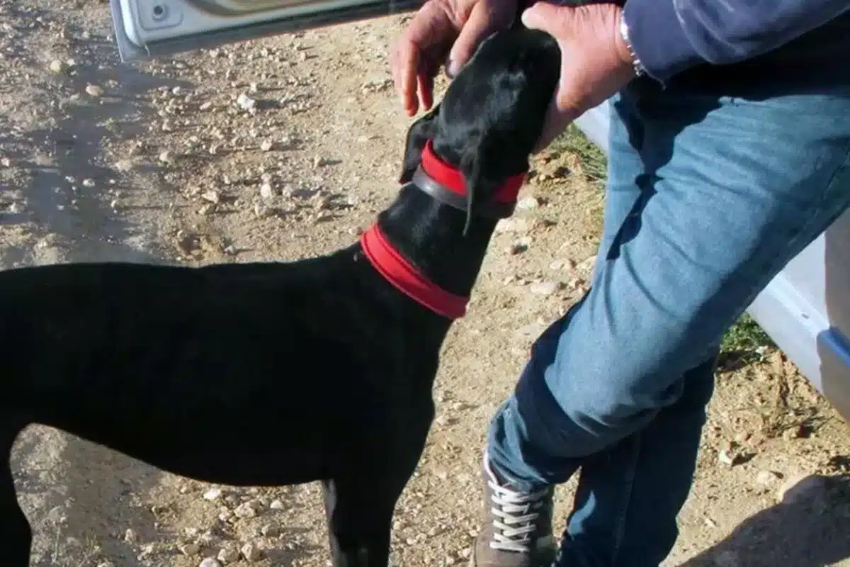 furtivo galgos térmico Murcia