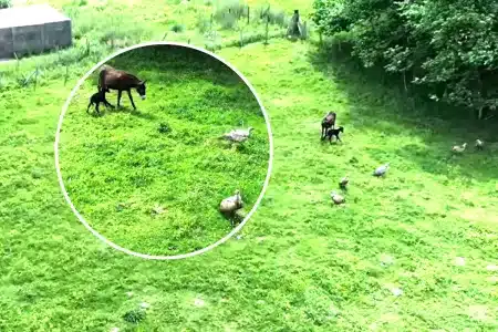 ganadero evita ataque burra dron