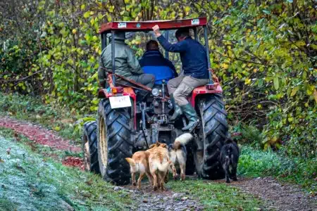 ganaderos tractor