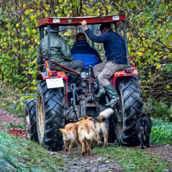 ganaderos tractor