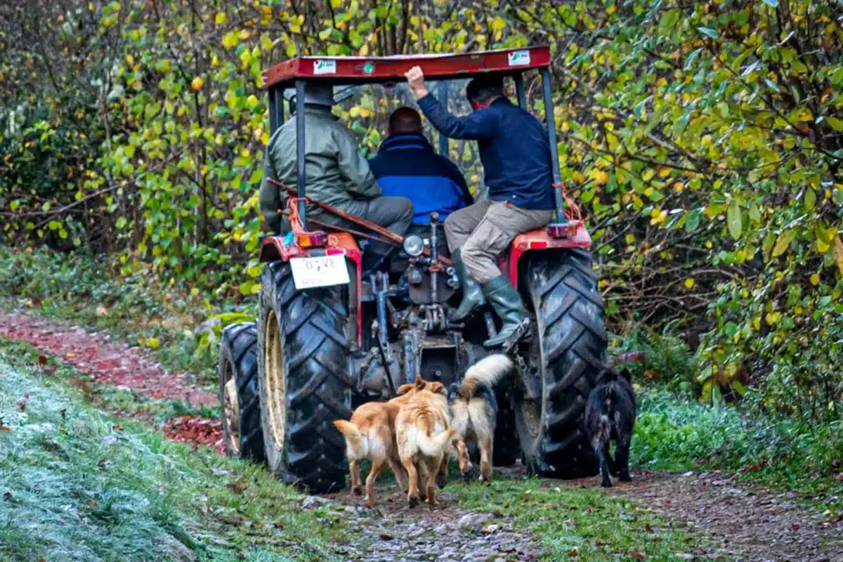 ganaderos tractor