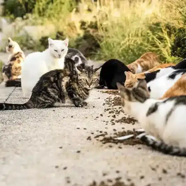 gatos callejeros