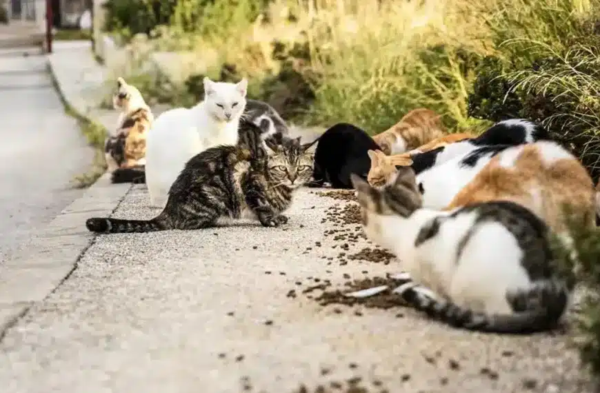 gatos callejeros