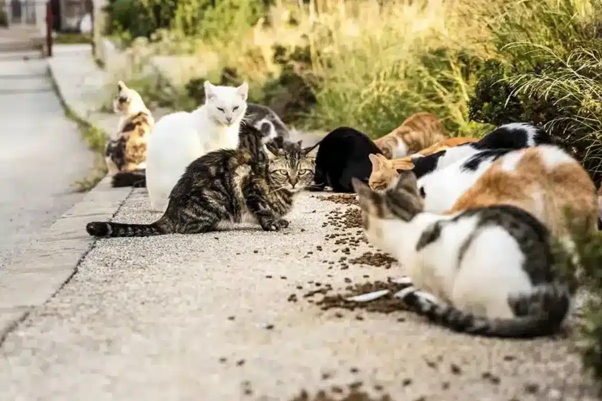 gatos callejeros