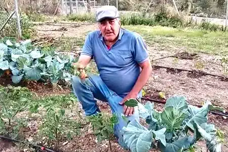 hombre de campo explica cómo capar tomateras