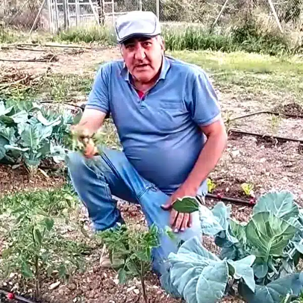 hombre de campo explica cómo capar tomateras
