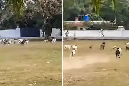 jabalí perros pueblo