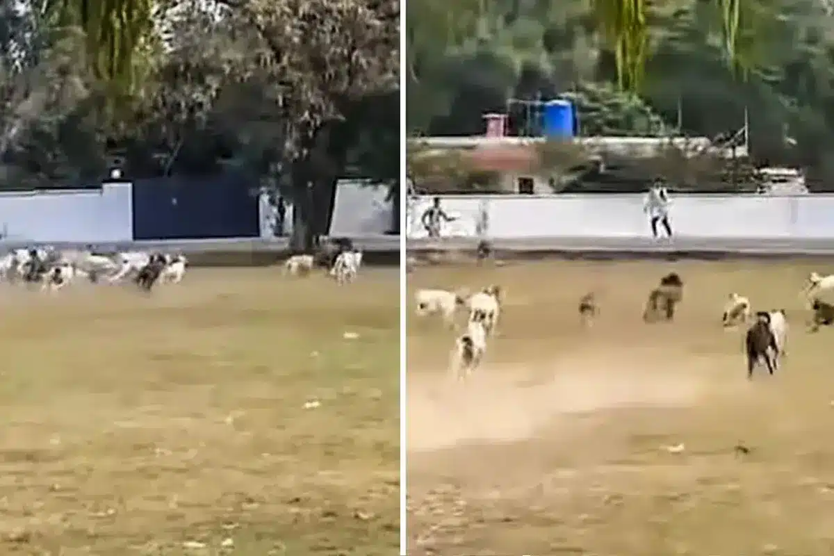 jabalí perros pueblo