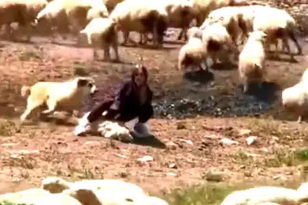 lección perro pastor dominguera oveja