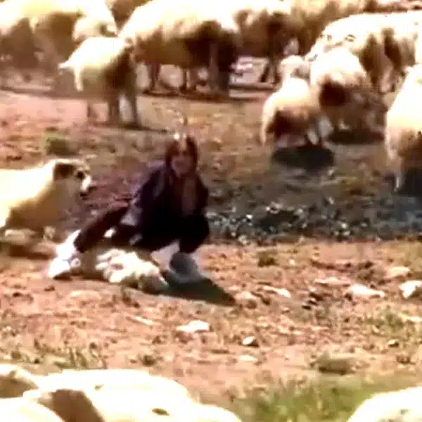 lección perro pastor dominguera oveja