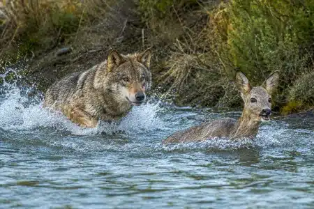 Recreación del ataque del lobo a la corza presenciado por Luis.