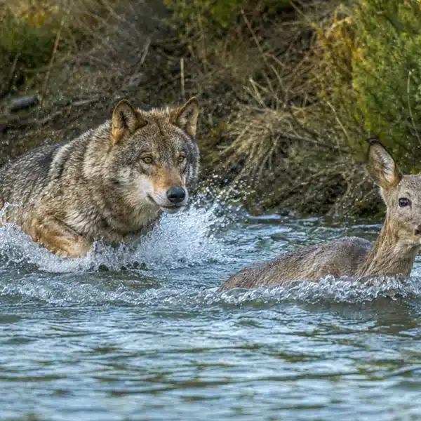 Recreación del ataque del lobo a la corza presenciado por Luis.