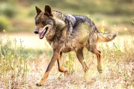 lobo ibérico