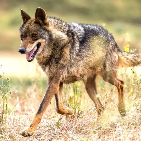 lobo ibérico